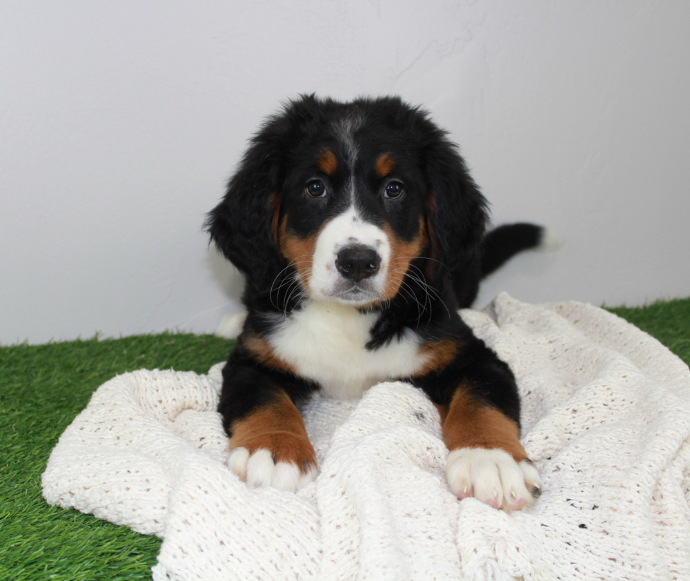 Stunning Blue Diamond Bernese Mountain dog puppy adopted in Alexandria, Indiana.